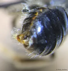 Cherry Mining Bee thumbnail 4