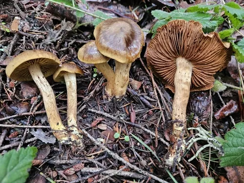 Cortinarius humboldtensis