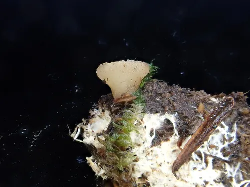 Peziza alcis