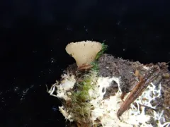 Peziza alcis thumbnail 1