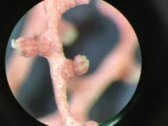 Callistephanus pacificus thumbnail 3