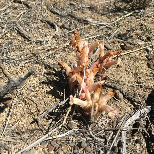 clustered broomrape