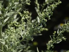 absinthe wormwood thumbnail 4