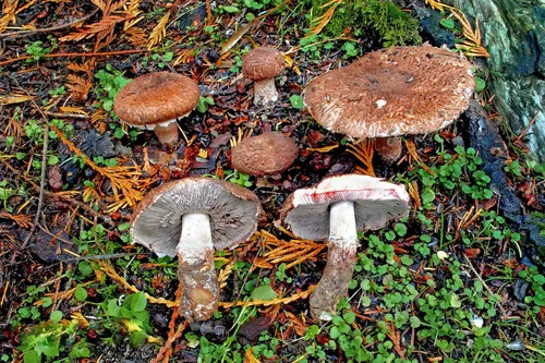 Agaricus thujae