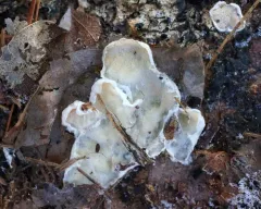 Skeletocutis carneogrisea thumbnail 2
