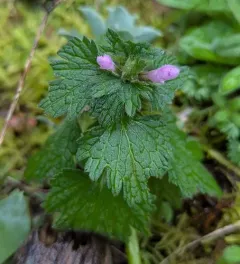 cutleaf deadnettle thumbnail 1
