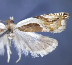 Yellow Birch Leaffolder Moth thumbnail 4