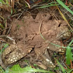 giant hygroscopic earthstar thumbnail 4