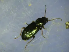 Bembidion obtusum thumbnail 3