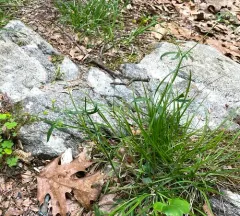 Allegheny Mountain Buttercup thumbnail 4
