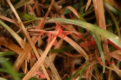 red thread thumbnail 3