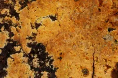 Crustoderma dryinum thumbnail 2