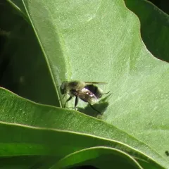 Orange-spotted Drone Fly thumbnail 3
