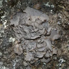 Leather Lichen thumbnail 4