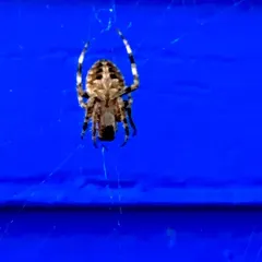Spotted Orbweaver thumbnail 2