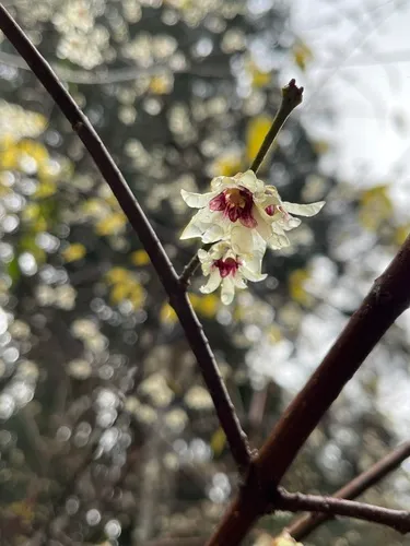 Wintersweet