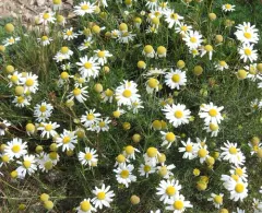 German Chamomile thumbnail 4