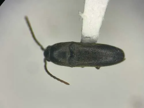 Hylis olexai