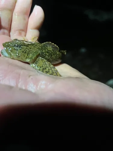 Mountain Sculpin
