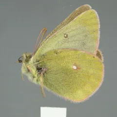 Labrador Sulphur thumbnail 3
