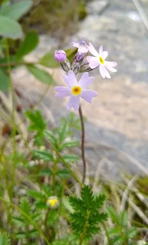 Stiff Primrose