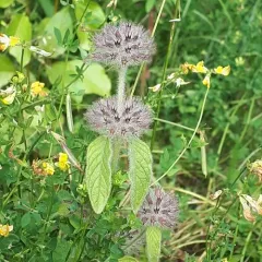 Wild Basil thumbnail 4