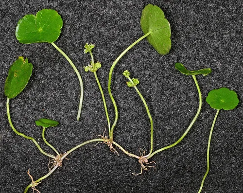 Whorled Pennywort