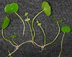 Whorled Pennywort thumbnail 1