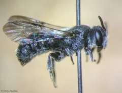 Compressed Dark Bee thumbnail 4