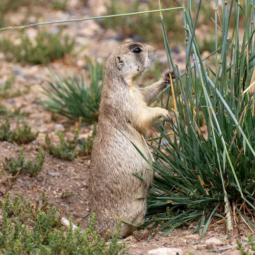 White-tailed Prairie Dog