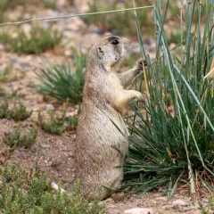 White-tailed Prairie Dog thumbnail 1