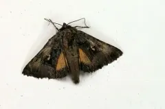 Labrador Tea Looper Moth thumbnail 3