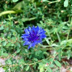 Cornflower thumbnail 3
