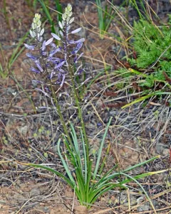 Howell's camas thumbnail 4