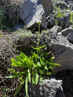 California valerian thumbnail 4