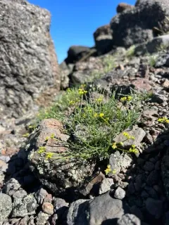 Rock Springparsley thumbnail 3