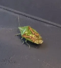 Juniper Shield Bug thumbnail 3