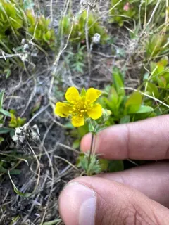Steens Mountain Cinquefoil thumbnail 4