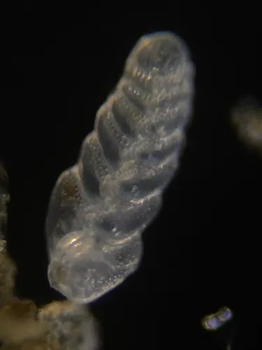 Bolivina seminuda