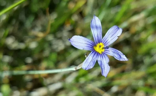 Nevada Blue-eyed Grass
