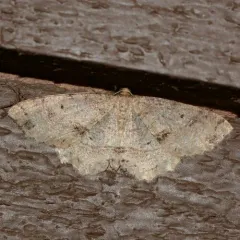 Signate Melanolophia Moth thumbnail 4