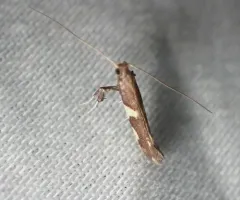 Dogwood Conical Leafroller Moth thumbnail 3