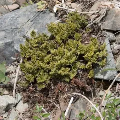 serpentine fern thumbnail 1
