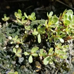 Common Purslane thumbnail 4