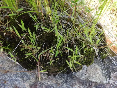Drummond's Halfchaff Sedge