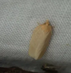Pallid Leafroller Moth thumbnail 4