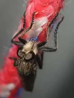 Yellow-bearded Hammertail thumbnail 3