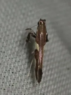 Caloptilia cornusella thumbnail 4