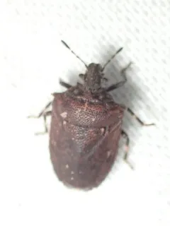 Amaurochrous cinctipes thumbnail 3