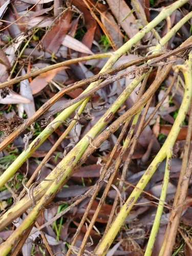 Rush Skeletonweed Rust Fungus